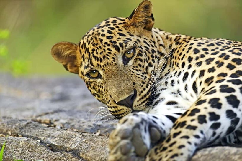 YALA National Park - HALF DAY or FULL DAY TOUR - First game drive: what your 2 hours are really for