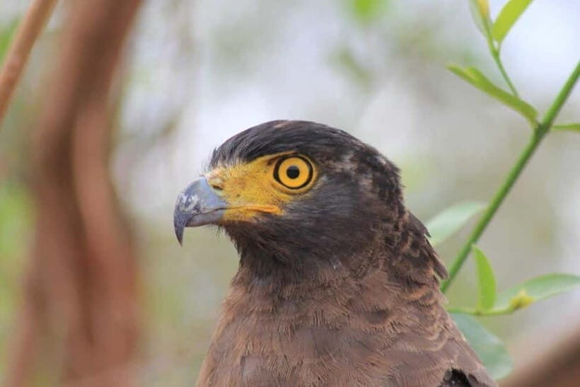 YALA National Park - HALF DAY or FULL DAY TOUR - Patanangala stop: the break that helps your second push