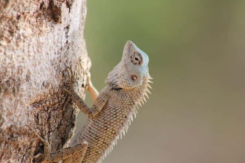 YALA National Park - HALF DAY or FULL DAY TOUR - Second game drive: more time, more chances, and the full-day structure