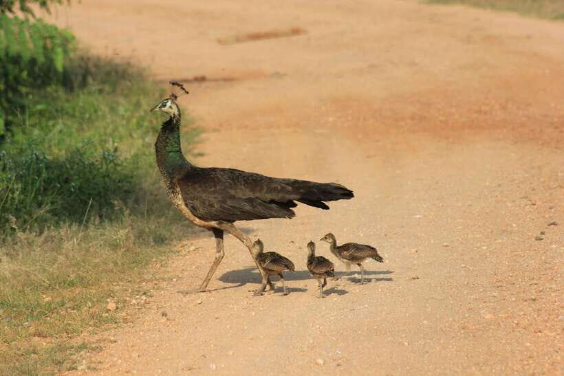 YALA National Park - HALF DAY or FULL DAY TOUR - Price and real value: $12 safari math (plus the park fee you must plan for)