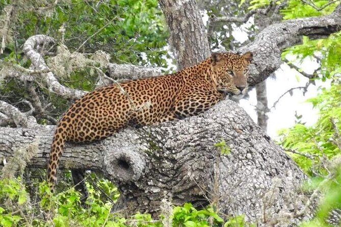 Yala National Park Half Day Safari - 4.30 a.m to 11.30 a.m - Key things I’d note before you go