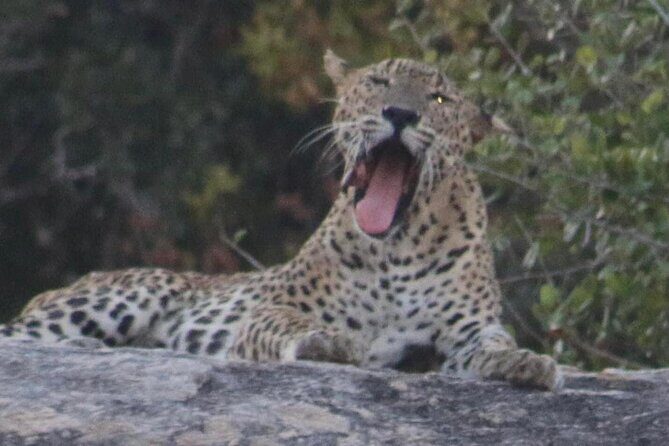 Yala National Park Half Day Safari - 4.30 a.m to 11.30 a.m - Yala at 4:30 a.m.: why the timing matters
