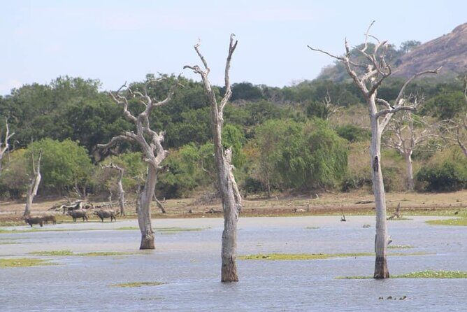 Yala National Park Half Day Safari - 4.30 a.m to 11.30 a.m - Leopard chances, elephant sightings, and the bird bonus