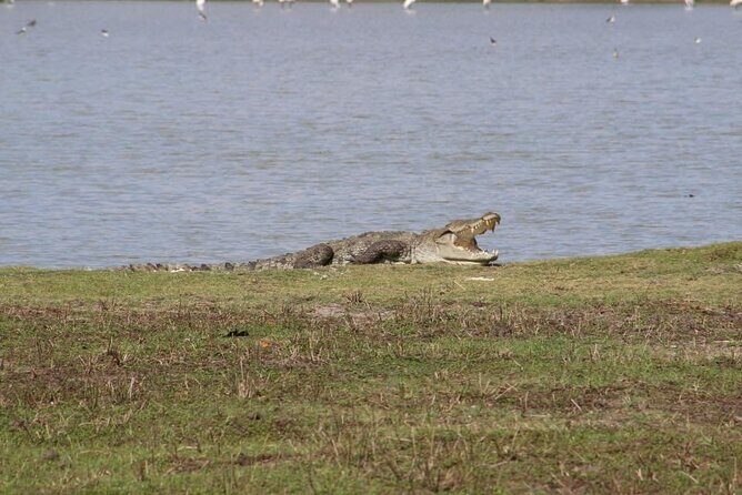Yala National Park Half Day Safari - 4.30 a.m to 11.30 a.m - Binoculars included: your ticket to real watching