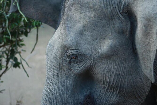Yala National Park Half Day Safari - 4.30 a.m to 11.30 a.m - Breakfast and fruits: small comfort, big payoff
