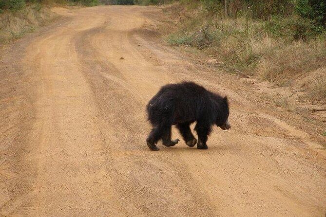 Yala National Park Half Day Safari - 4.30 a.m to 11.30 a.m - Price and value: is $78 a fair deal for half-day Yala?