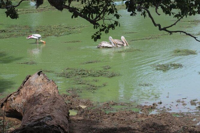 Yala National Park Half Day Safari - 4.30 a.m to 11.30 a.m - Who should book this half-day safari?