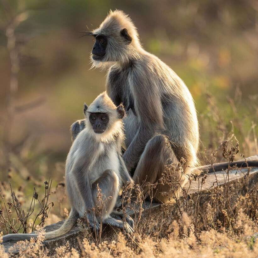 Yala National Park Half Day Safari - Price and value: the $12 safari cost vs the Rs 13,000 entrance ticket