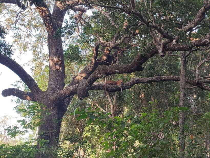 Yala National Park Half Day Safari - Morning vs afternoon safari: pick your light and keep your day flexible