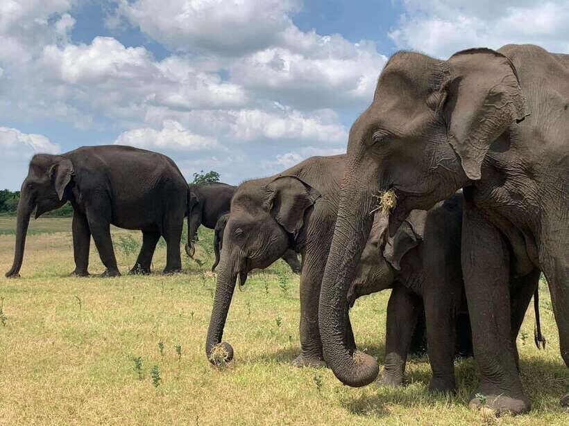 Yala National Park Jeep Safari: Leopards, Elephants & Wild - Key highlights worth your attention
