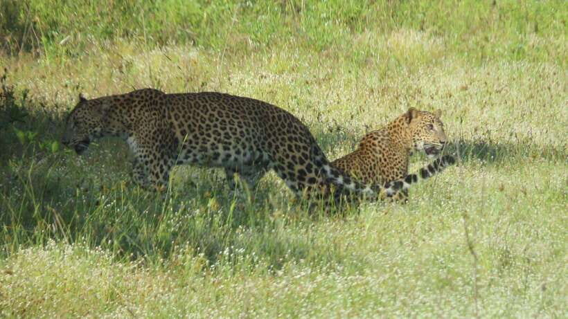 Yala National Park Jeep Safari: Leopards, Elephants & Wild - Why Yala’s leopard-and-elephant mix is so hard to beat