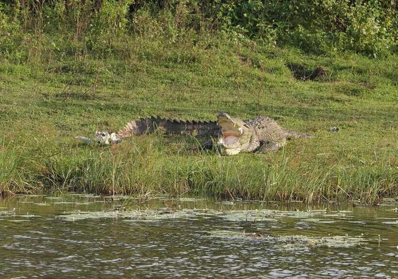 Yala National Park Jeep Safari: Leopards, Elephants & Wild - Inside Yala National Park: how the 5-hour window actually plays