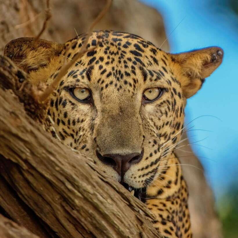 Yala National Park Jeep Safari: Leopards, Elephants & Wild - The full-day option: when lunch by the lake is the win