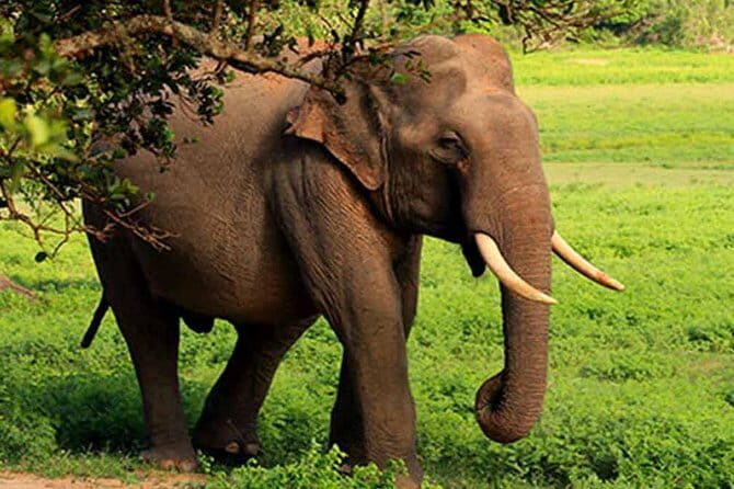 Yala National Park Leopard Safari - HALF DAY/FULL DAY TOUR - Yala Block 5 (Lunugamwehera) and why it feels calmer