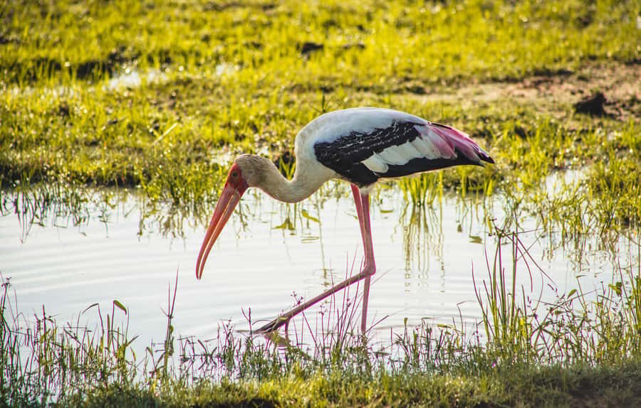 Yala National Park: Leopard Safari Half/Full-Day Safari - Key things to know before you go