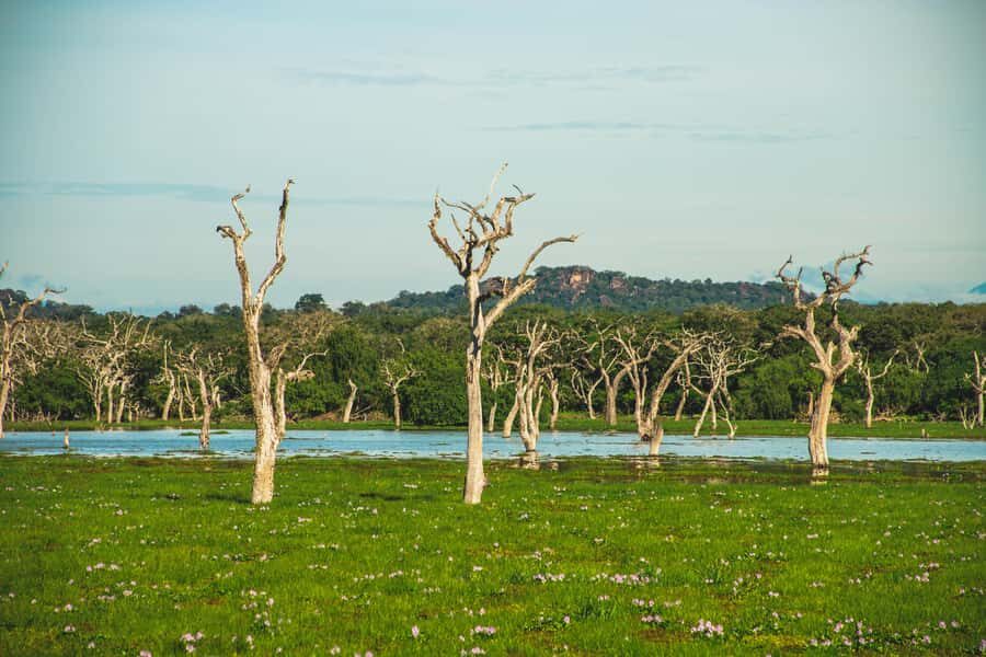 Yala National Park: Leopard Safari Half/Full-Day Safari - Yala safari timing: choosing dawn or the 2–6 p.m. window