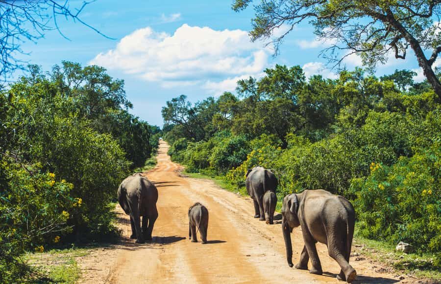 Yala National Park: Leopard Safari Half/Full-Day Safari - What Yala is really like: animals, birds, and why the guide matters