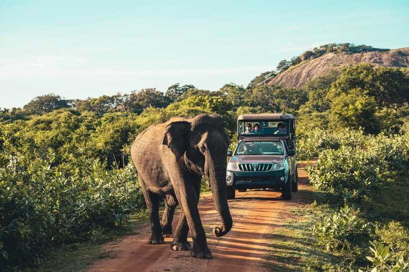 Yala National Park: Leopard Safari Half/Full-Day Safari - The safari rhythm inside the park: photo stops, off-road driving, and guided spotting
