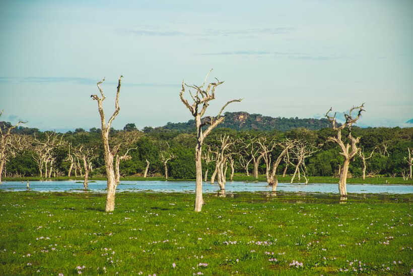 Yala National Park: Leopard Safari Half/Full-Day Safari - Comfort, breaks, and the practical stuff that makes the safari better