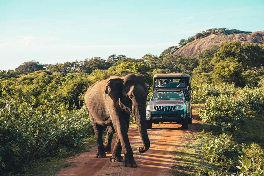 Yala National Park: Leopard Safari Half/Full-Day Safari - Getting to Yala: safari jeep, pickup zones, and how the day starts