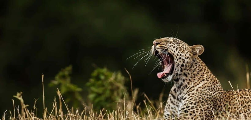 Yala National Park: Leopard Safari Tour with Park Tickets - Morning versus evening safari: when your odds change