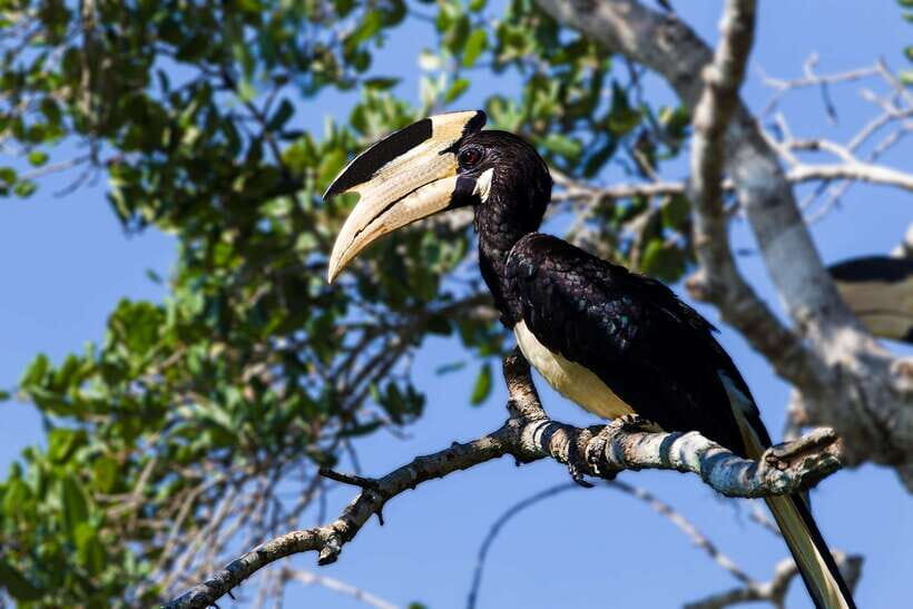 Yala National Park: Leopard Safari Tour with Park Tickets - Birding in Yala: 215 species without turning it into bird class