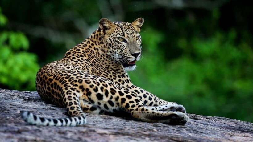 Yala National Park: Leopard Safari Tour with Park Tickets - Breakfast break and the full-day hidden beach lunch