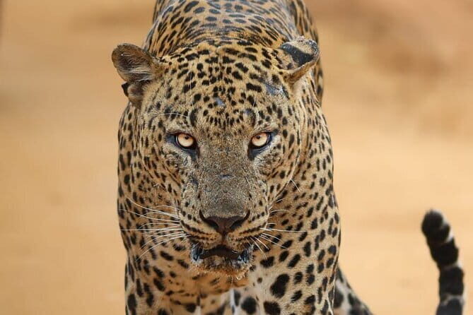 Yala National Park Morning or Afternoon Leopard Safari - Key things to know before you go
