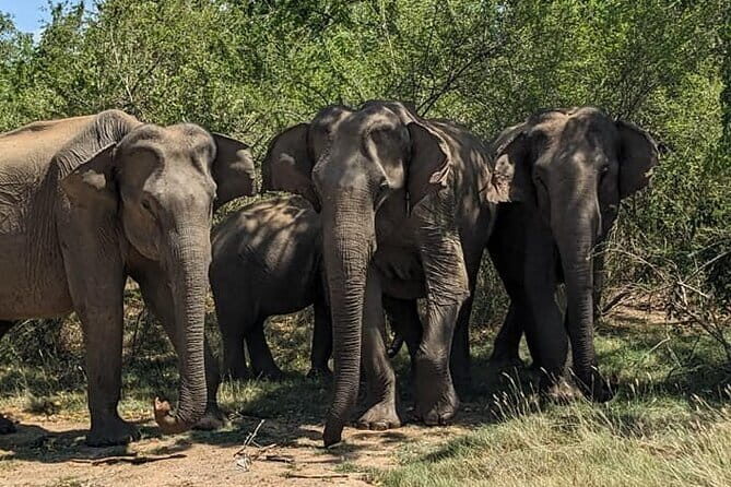 Yala National Park Morning or Afternoon Leopard Safari - The real value: a short Yala safari with easier logistics
