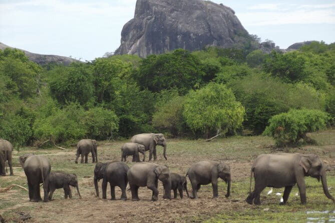 Yala National Park Morning or Afternoon Leopard Safari - Sustainability and local support: how to judge claims
