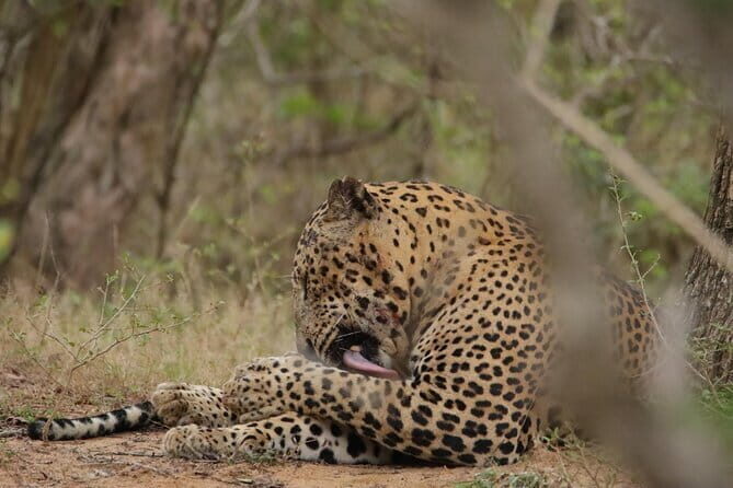 Yala National Park Morning or Afternoon Leopard Safari - Yala National Park game drive: your half-day leopard chance