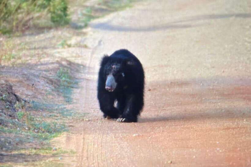Yala National Park: Morning or Afternoon Safari ( 5 h ) - Key things you should know before you go