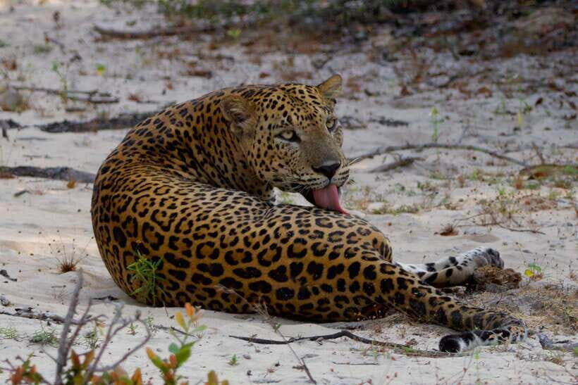Yala National Park: Morning or Afternoon Safari ( 5 h ) - Inside Yala: what you’re aiming to see (and what’s not in your control)