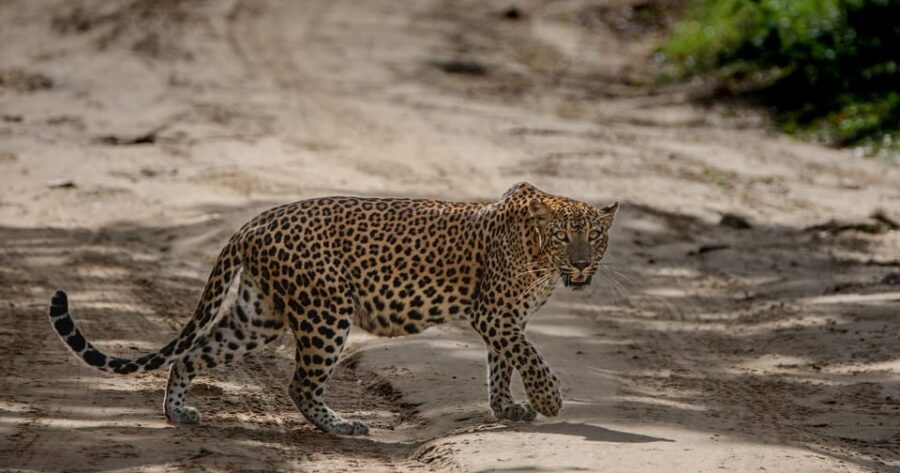 Yala National Park: Morning or Afternoon Safari ( 5 h ) - What’s included vs. what you must plan for