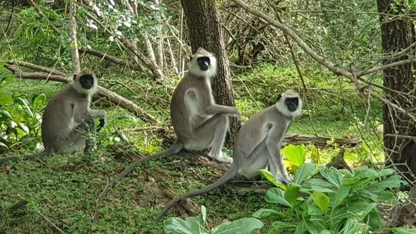 Yala National Park: Morning or Afternoon Safari ( 5 h ) - Price and value: how $11 can still be a fair deal