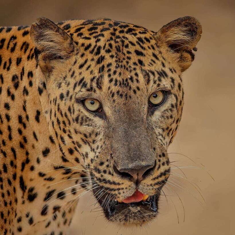 Yala National Park: Morning or Afternoon Safari ( 5 h ) - The jeep matters: comfort, seats, and how spotting actually happens