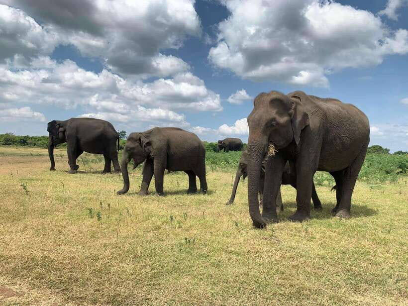 Yala National Park: Morning or Afternoon Safari Tour (5 h) - Key things to notice before you go