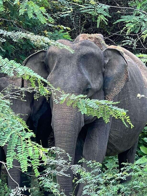 Yala National Park: Morning or Afternoon Safari Tour (5 h) - Getting to Yala: pickup options that shape your day