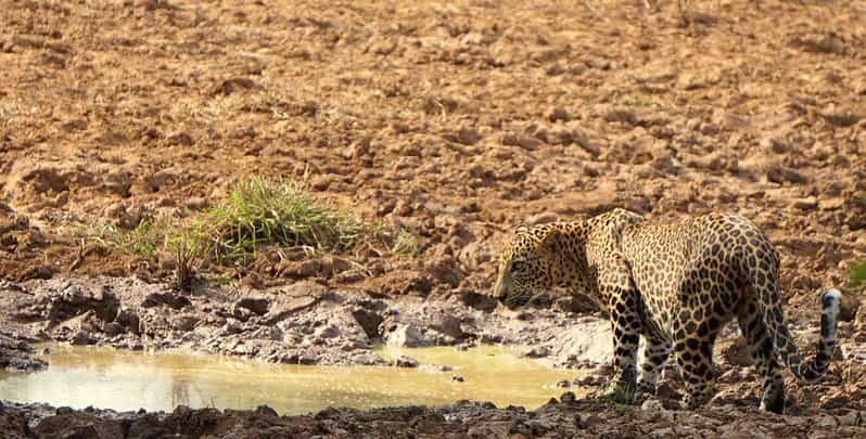 Yala National Park: Morning or Afternoon Safari Tour (5 h) - The guided safari stops: photos, views, and a plan for the hour you’re in