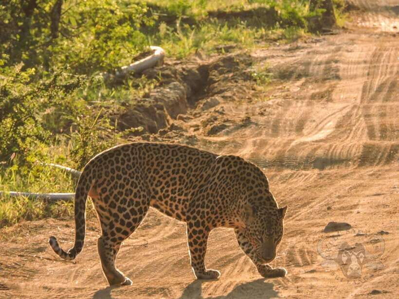 Yala National Park: Morning or Afternoon Safari Tour (5 h) - Entering the park: why Yala’s terrain helps your spotting