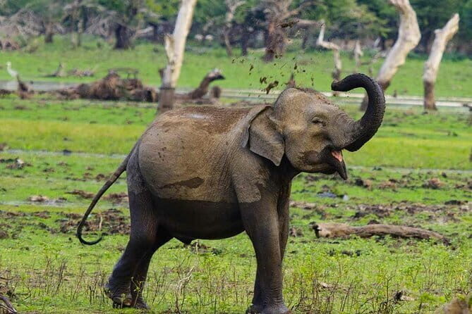 Yala National Park Private Jeep Safari From Colombo & Negombo - Colombo to Yala: the ride that makes or breaks your day