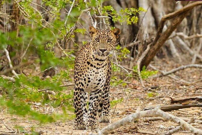 Yala National Park Private Jeep Safari From Colombo & Negombo - Stop-by-stop: what the schedule means once you’re there