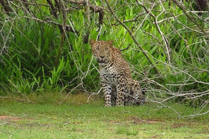 Yala National Park Private Safari - Key points to know before you go