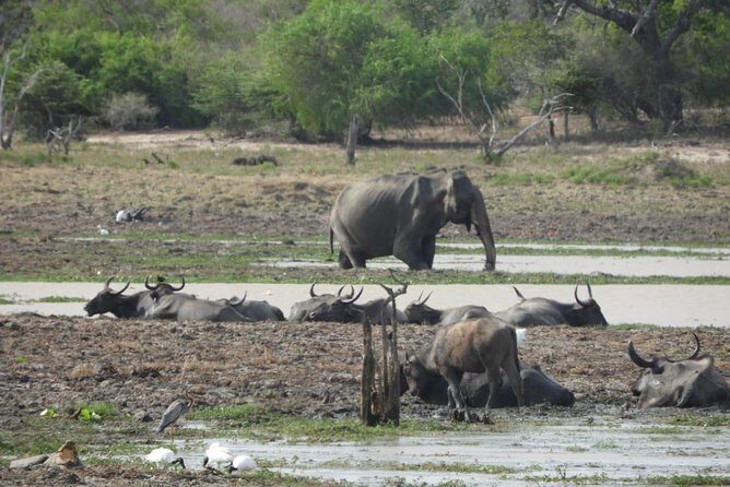 Yala National Park Private Safari - Half-day (morning or evening) vs full-day: which fits your goals