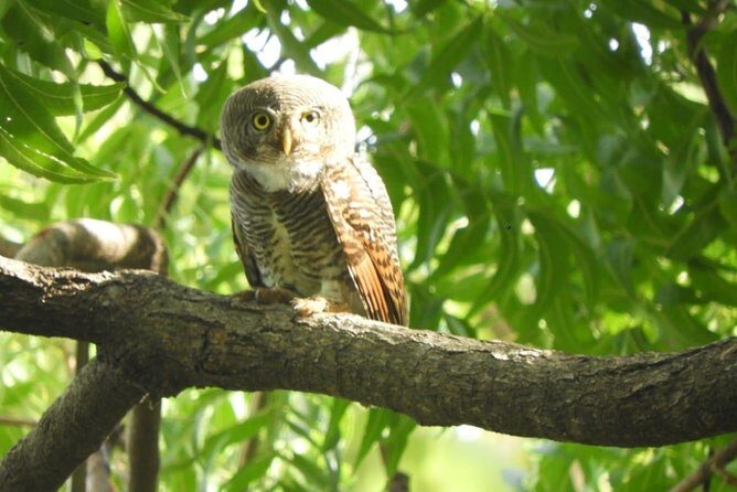 Yala National Park Private Safari - How to get the most from your safari day