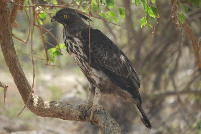 Yala National Park Private Safari - Should you book this Yala National Park private safari?