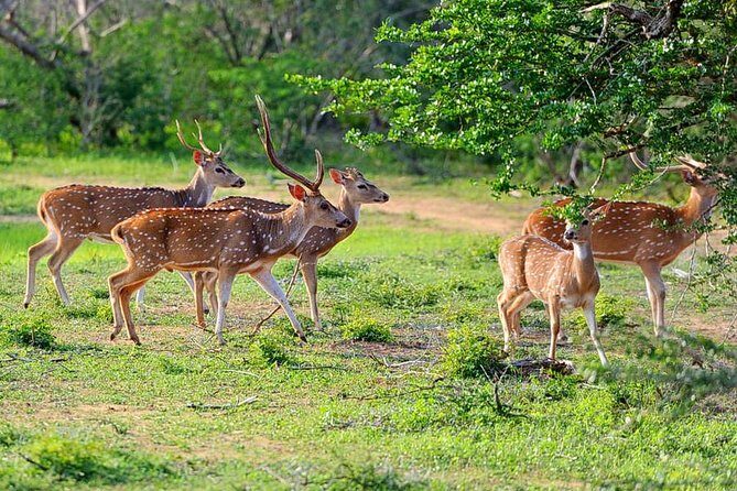 Yala National Park Private Safari (All Inclusive) From Mirissa - Why a 4:00 am start matters in Yala