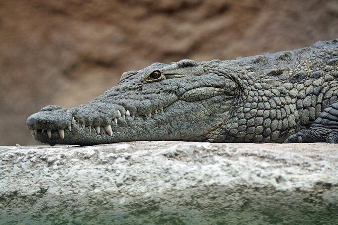 Yala National Park Private Safari (All Inclusive) From Mirissa - The smooth transfer from Mirissa, Weligama, or Galle
