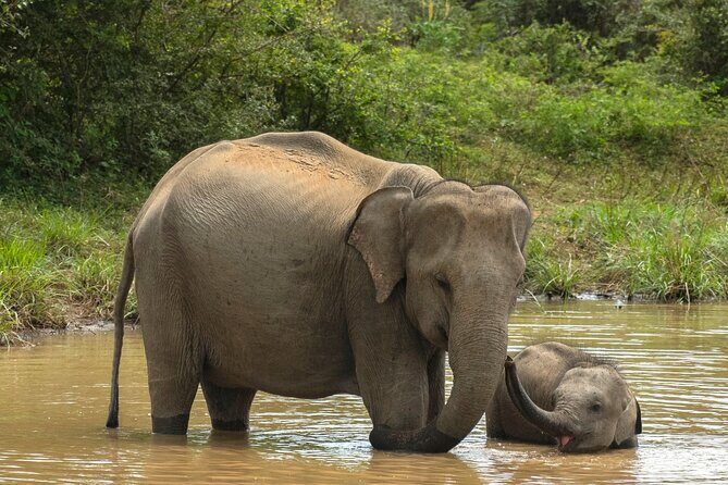 Yala National Park Private Safari Tour - Key highlights at a glance