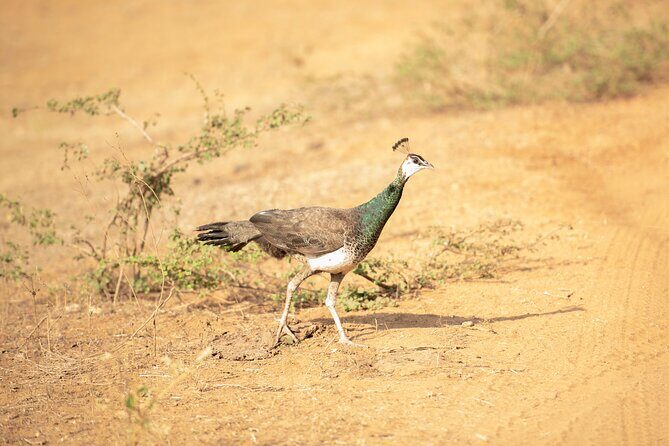 Yala National Park Private Safari Tour - What you’re really paying for: value at $89 for a full-day private safari
